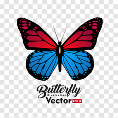 colorful Butterfly illustration vector collection