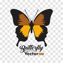 colorful Butterfly illustration vector collection