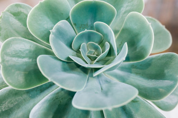 green cactus flower