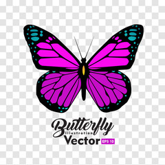 colorful Butterfly illustration vector collection