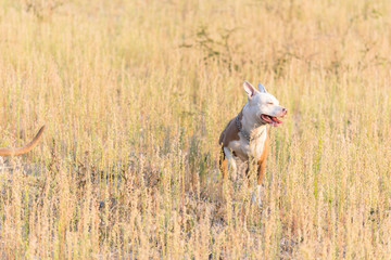 Perro pitbull disfrutando al aire libre