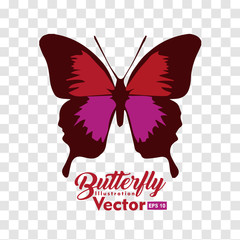 colorful Butterfly illustration vector collection