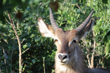 Wasserbock / Waterbuck / Kobus ellipsiprymnus