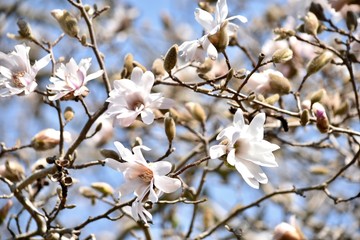 辛夷(コブシ)～Kobushi magnolia.