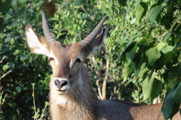 Wasserbock / Waterbuck / Kobus ellipsiprymnus