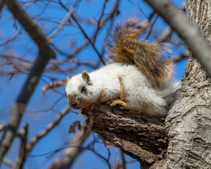 Rare fox squirrel white morph sitting in a tree