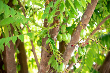 Averrhoa bilimbi, Bilimbi fruit, cucumber tree, or tree sorrel. The yellow-green tropical fruit with a extremely sour, thin shape, soft skin and juicy flesh.