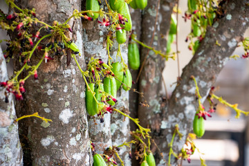 Averrhoa bilimbi, Bilimbi fruit, cucumber tree, or tree sorrel. The yellow-green tropical fruit with a extremely sour, thin shape, soft skin and juicy flesh.
