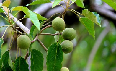 aleurites moluccana - noz da india