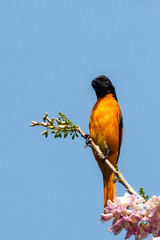 Small Minivet (Pericrocotus cinnamomeus) race 