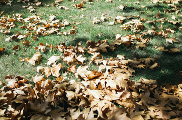 autumn leaves on ground