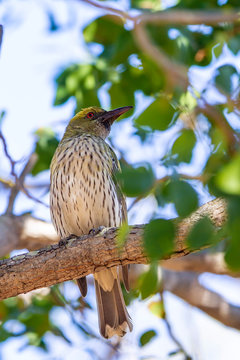 Olive-backed Oriole (Oriolus sagittatus) race "affinis". Limmen National Park, Northern Territory, Australia