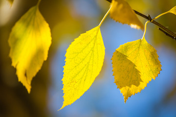 Three yellow golden leaves of a birch tree hang on a brown branch against a blue sky in sunny rays.