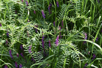 Hairy vetch (Vicia villosa)