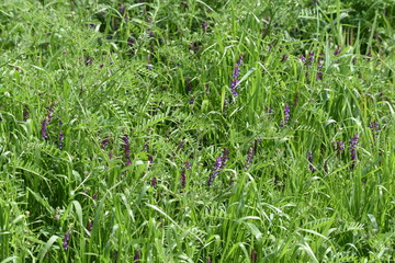 Hairy vetch (Vicia villosa)