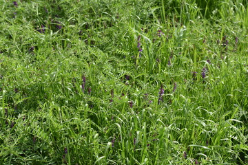 Hairy vetch (Vicia villosa)