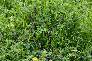 Hairy vetch (Vicia villosa)