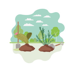 cactus and tree to plant in landscape