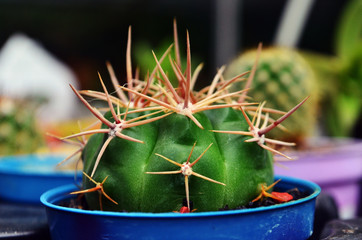 cactus in the garden