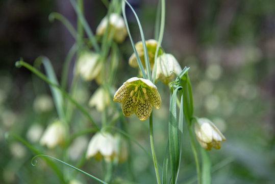 編笠百合 Images Browse 68 Stock Photos Vectors And Video Adobe Stock 編笠百合 Images Browse 68 Stock Photos Vectors And Video Adobe Stock