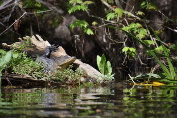 Alligator