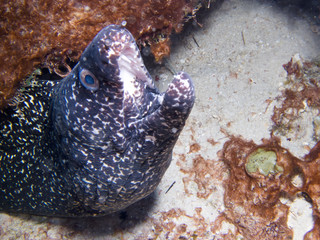 moray in your burrow in open-mouth aggressiveness