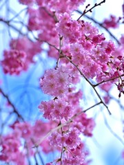 仰ぎ見る満開の枝垂れ桜