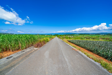 屋我地島の農道