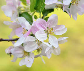 close on pretty flowers on the branch of an apple tree
