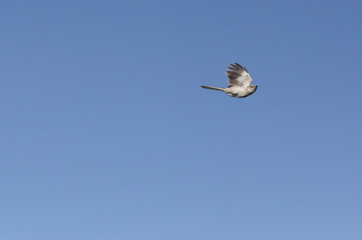 Northern Mockingbird in flight with eye contact