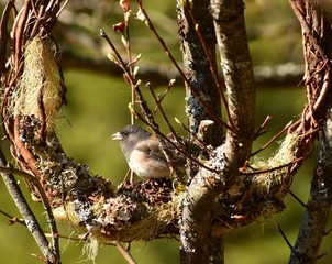 Junco bird on wreath in tree branches