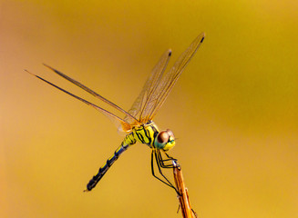 Dragonfly from asia sitting on a stick