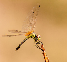 Dragonfly from asia sitting on a stick