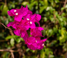 Purple Asian orchids with white inserts