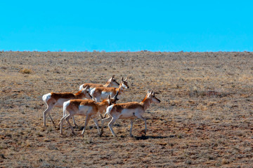 Sweet Herd of Pronghorn Antelope