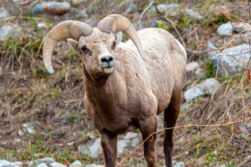 Bighorn Sheep in the Mountains