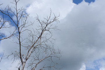Dry branch of dead tree with blue sky and cloud