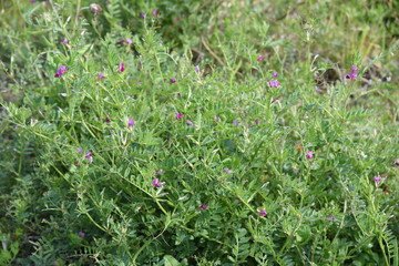Common vetch flowers