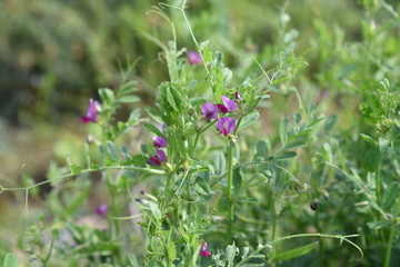 Common vetch flowers