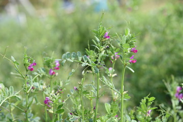 Common vetch flowers