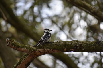 Woodpecker