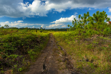 Fototapeta na wymiar Beautiful forest path in Thailand