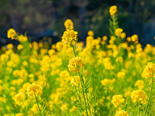 群生する菜の花