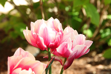 Obraz na płótnie Canvas Pink Double Bloom Tulip Fringed Flower 