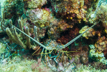 A Caribbean spiny lobster has found sanctuary in the coral reef. This is typically how these...
