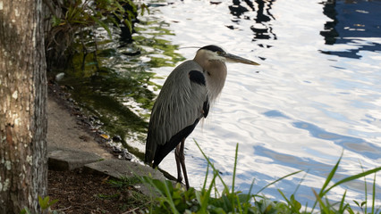 Bird Nature Lake