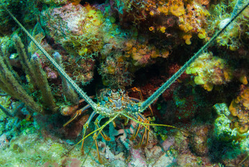 A Caribbean spiny lobster has found sanctuary in the coral reef. This is typically how these...