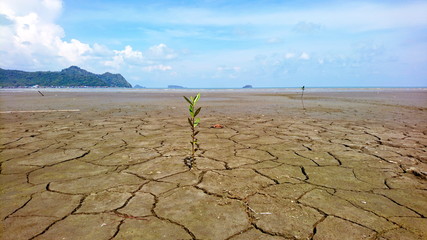 young mangrove trees grow in dry mud