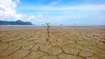 young mangrove trees grow in dry mud