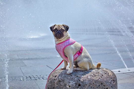Funny pug is sitting at the fountain.